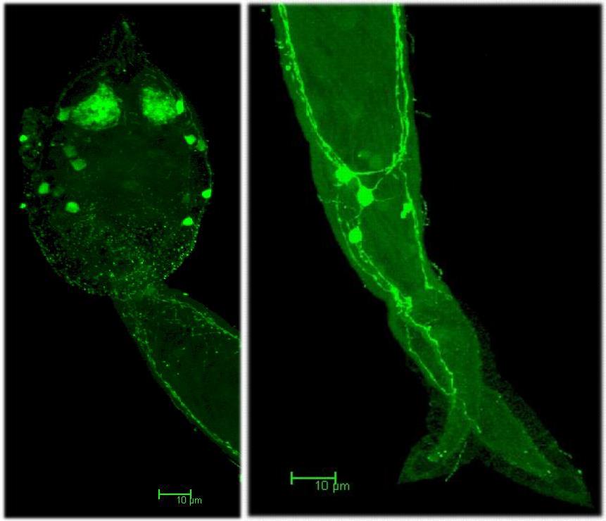 Серотонин-иммунореактивные клетки в теле (А) и хвосте (Б) церкарии S. armata
